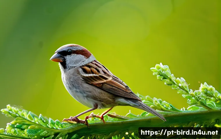 직박구리의 먹이 사슬 관련 이미지 1